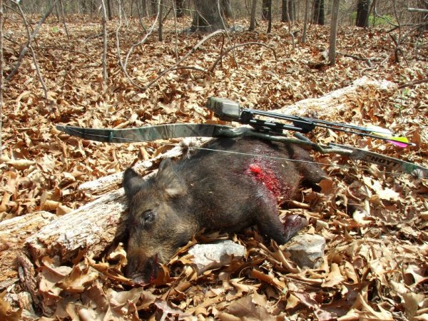 Villisika (feral hog)