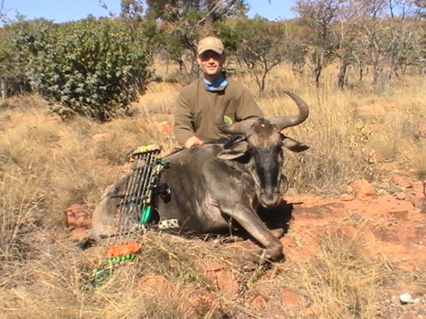 Blue Wildebeest uros