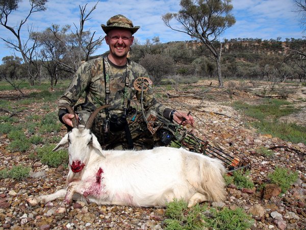 Feral goat (villivuohi)